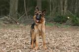 BERGER ALLEMAND 1018